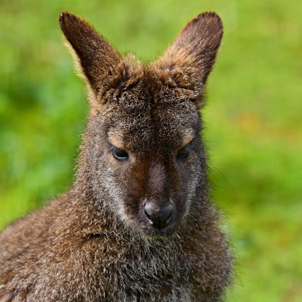 Wallaby.jpg