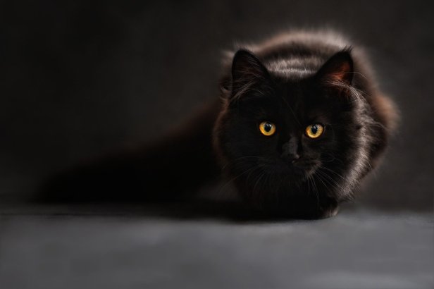 Black Cat ClaudiaWollensen on Pixabay