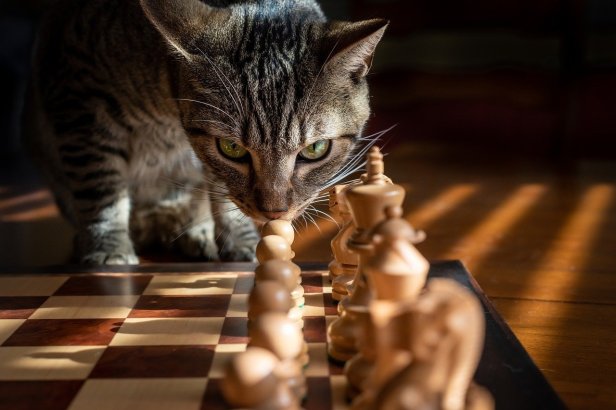 Cat Playing Chess by RickJbrown on Pixabay