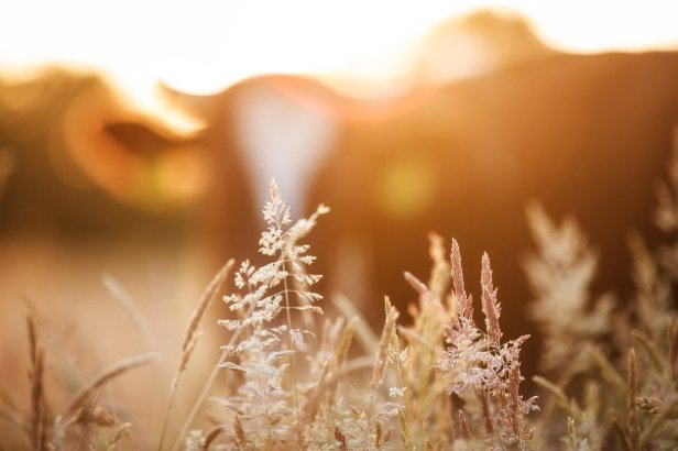 field-weeds-with-blurred-background-cow