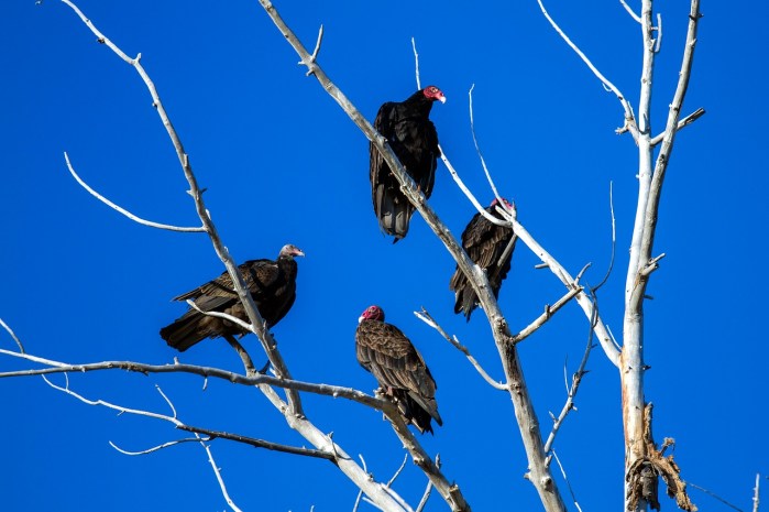 Vultures in a Tree by kasabubu on Pixabay