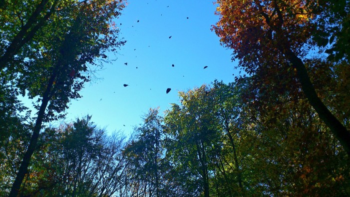 Windblown Leaves by hansiline on Pixabay